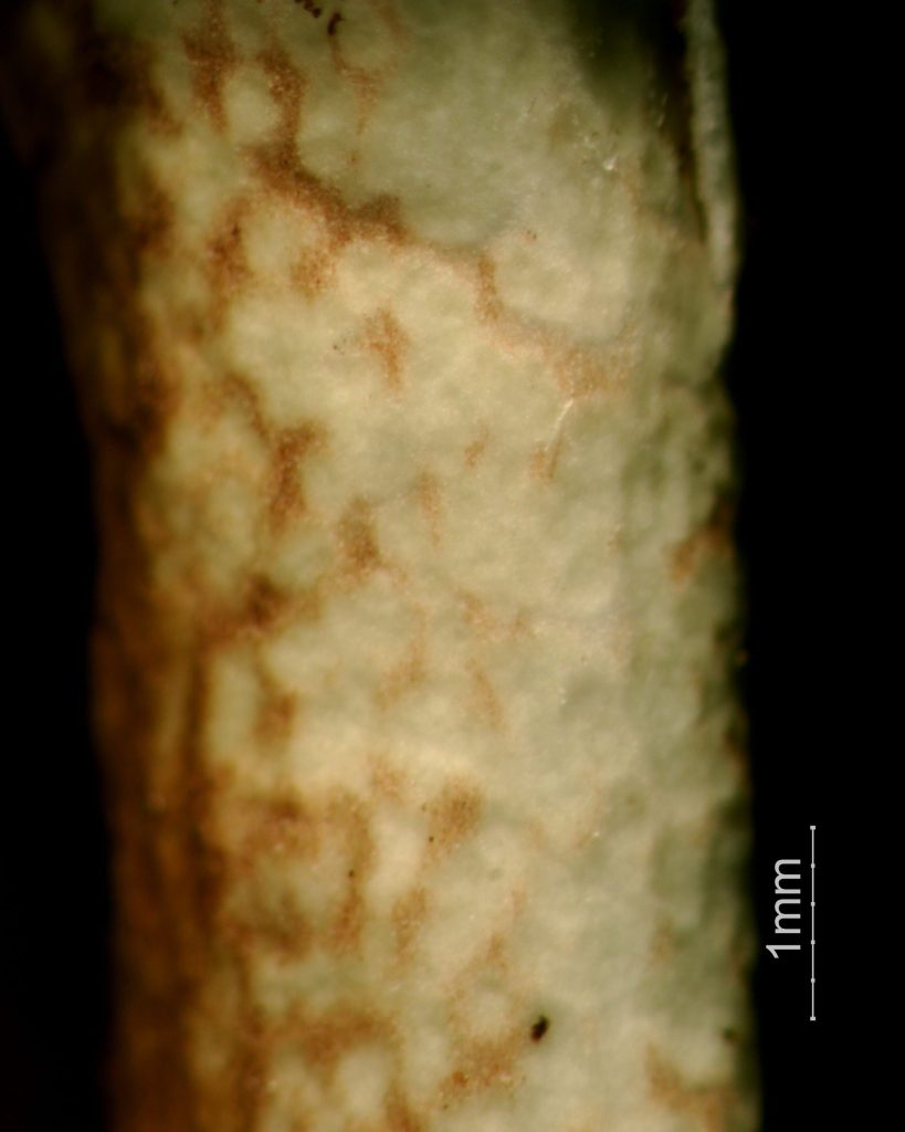 Cladonia gracilis subsp. turbinata