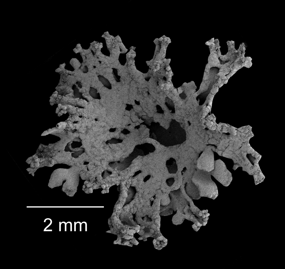 Cladonia multiformis