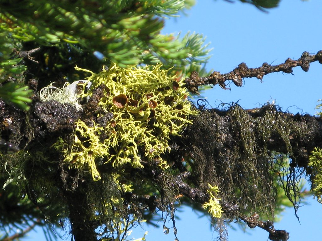 Letharia columbiana