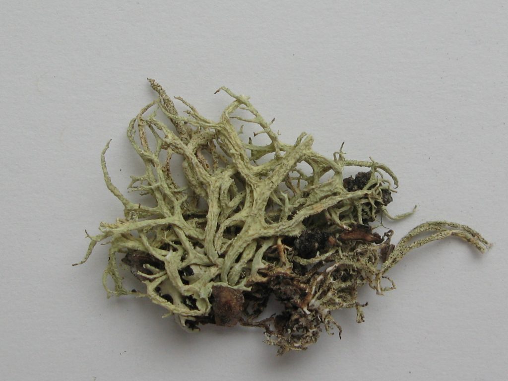 Evernia mesomorpha