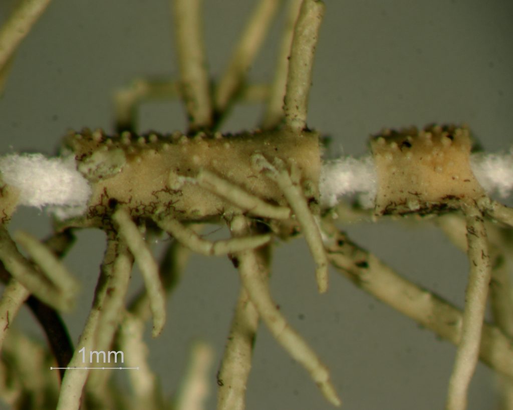 Usnea central axis