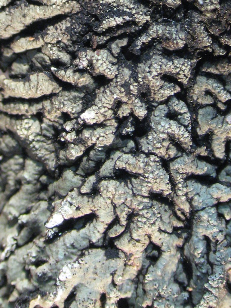 Hypogymnia austerodes