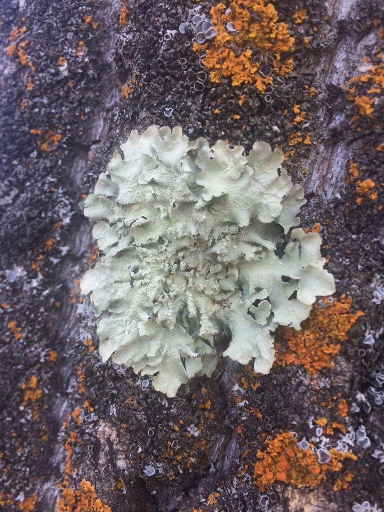 Flavopunctelia flaventior