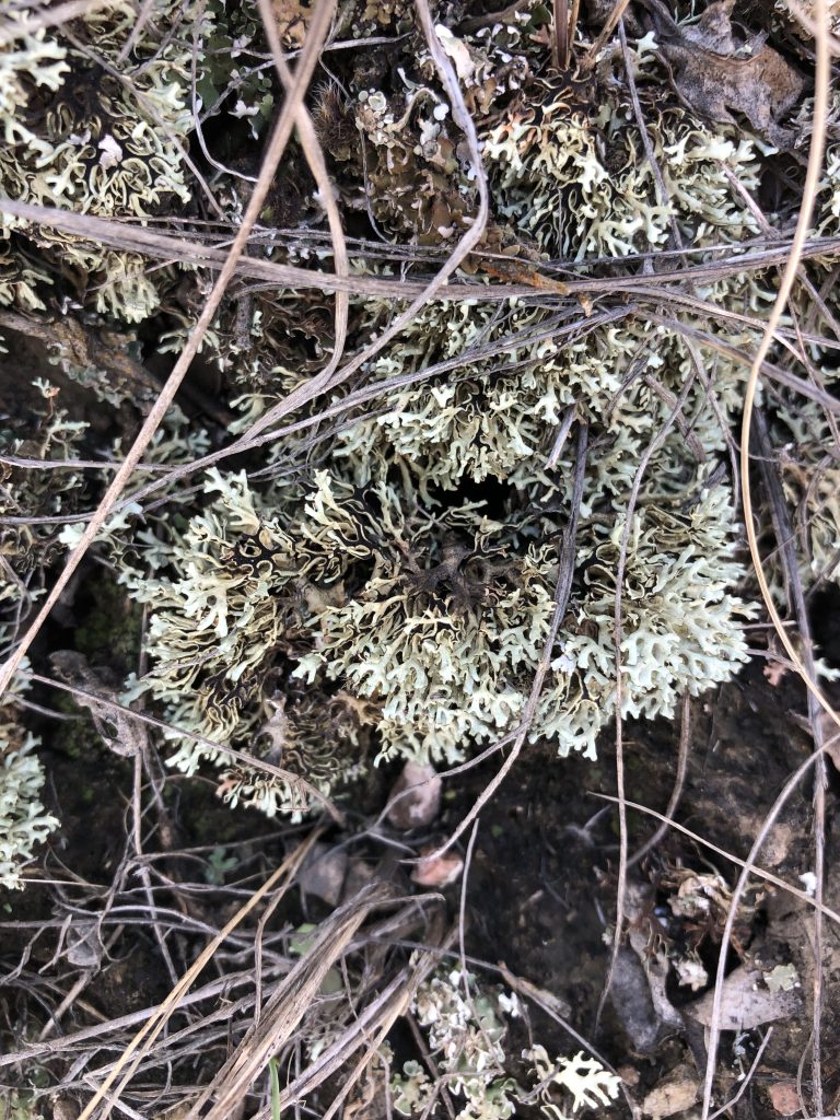 Xanthoparmelia camtschadalis