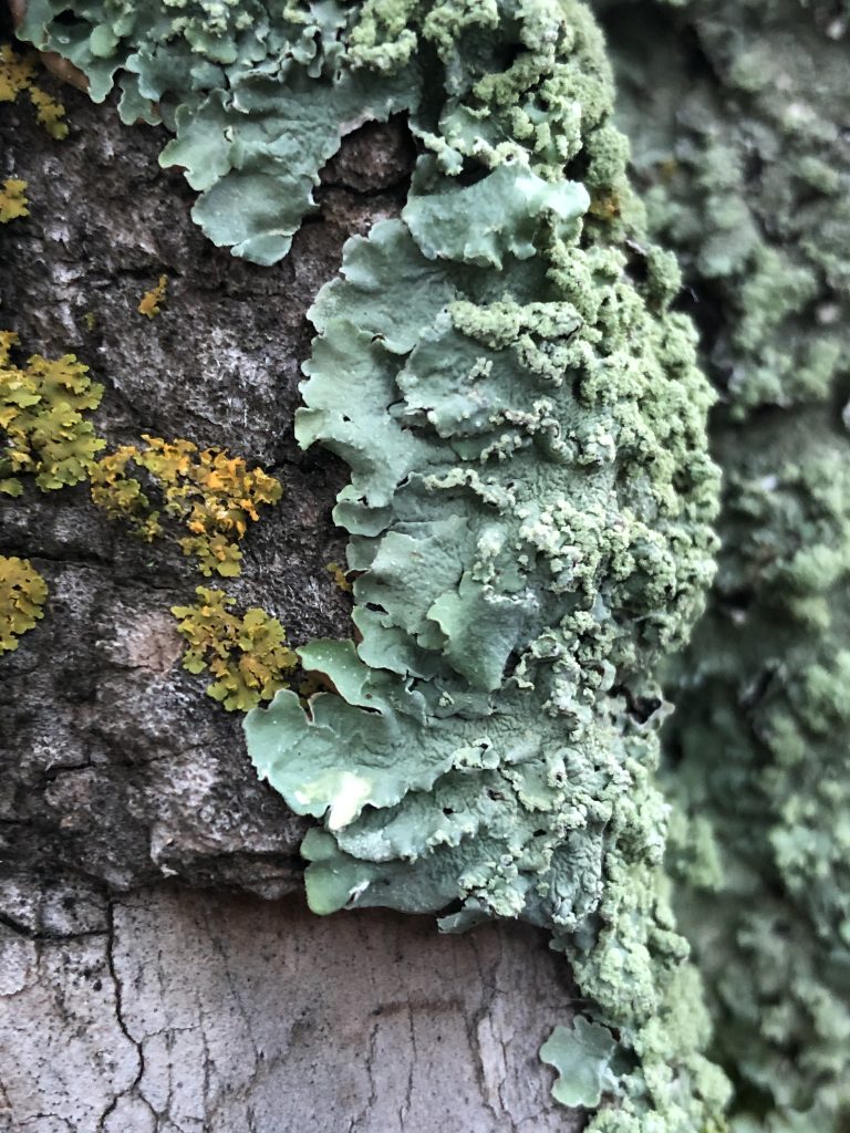 Flavopunctelia flaventior