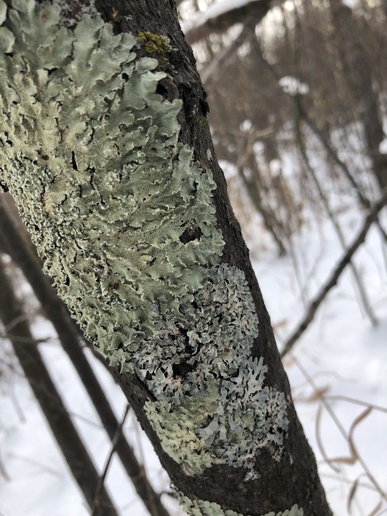 Flavopunctelia flaventior