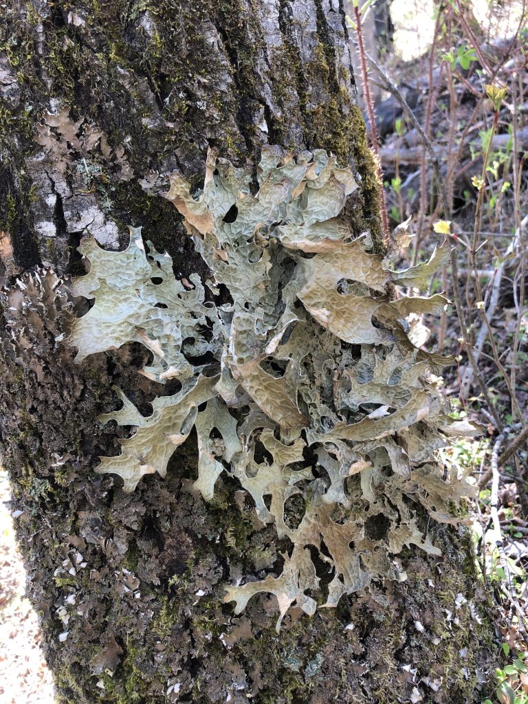 Lobaria pulmonaria