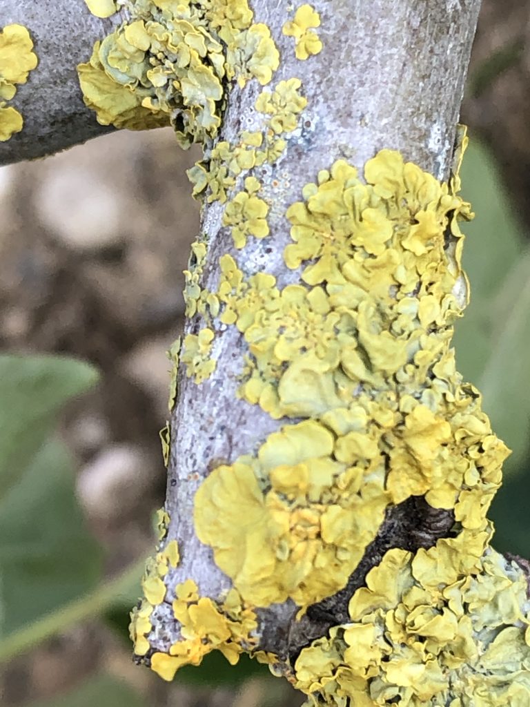Xanthoria parietina