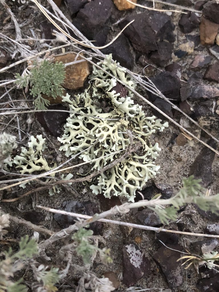 Xanthoparmelia chlorochroa