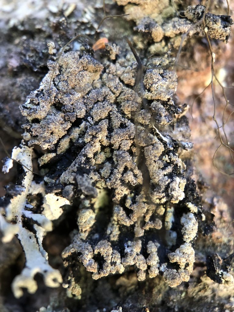 Hypogymnia austerodes grp.