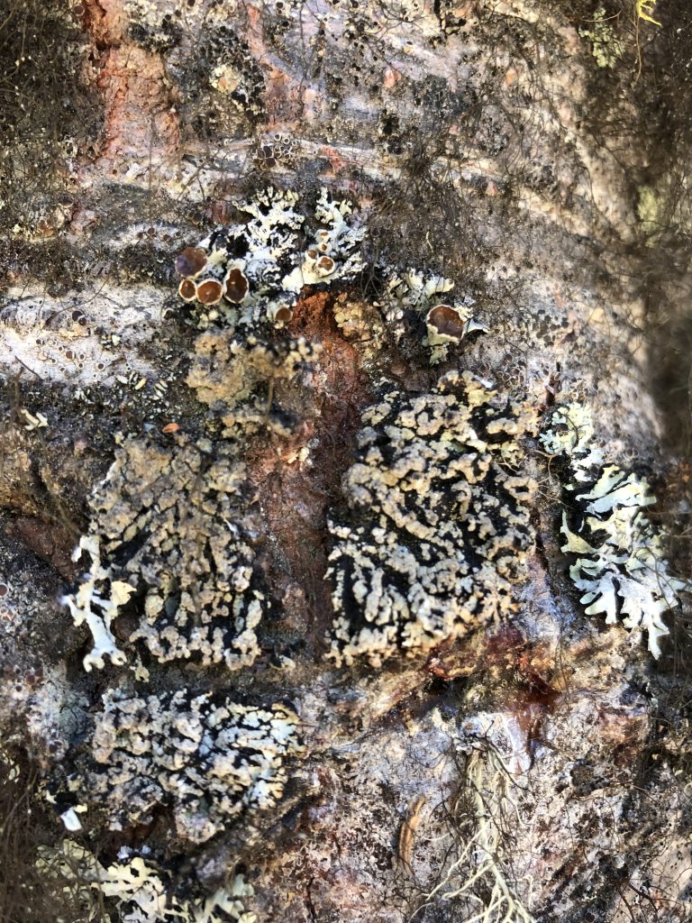 Hypogymnia austerodes grp.