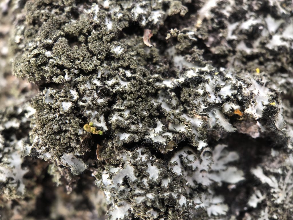 Phaeophyscia kairamoi