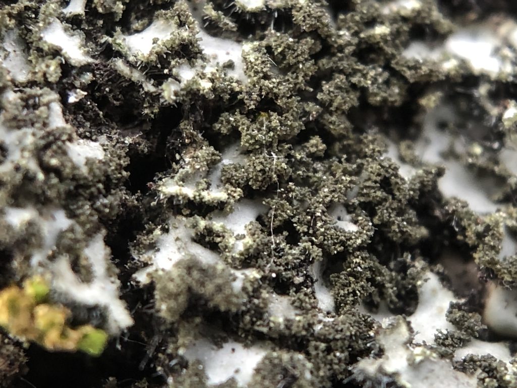 Phaeophyscia kairamoi