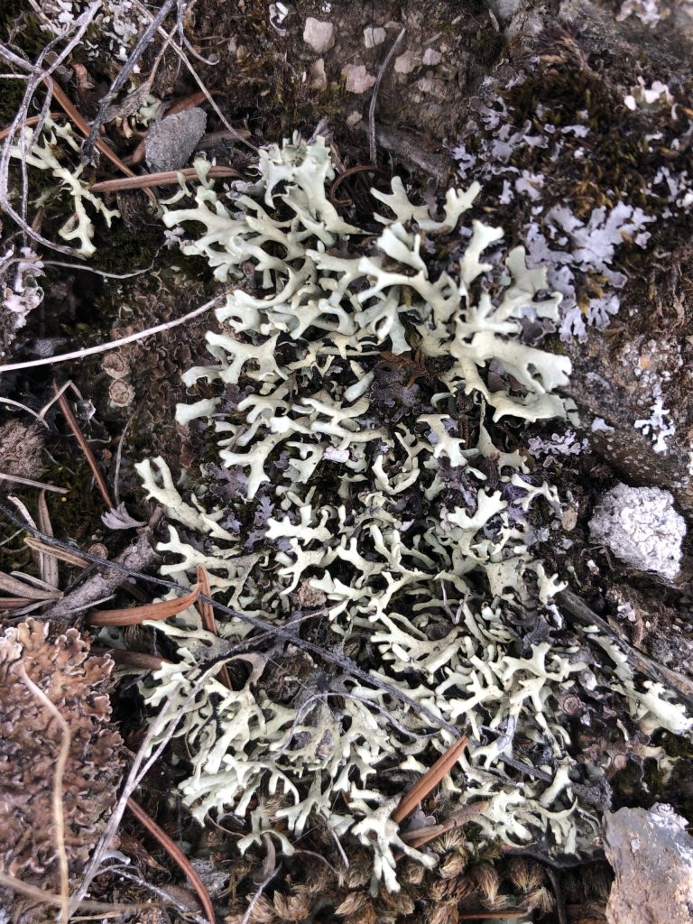 Xanthoparmelia camtschadalis