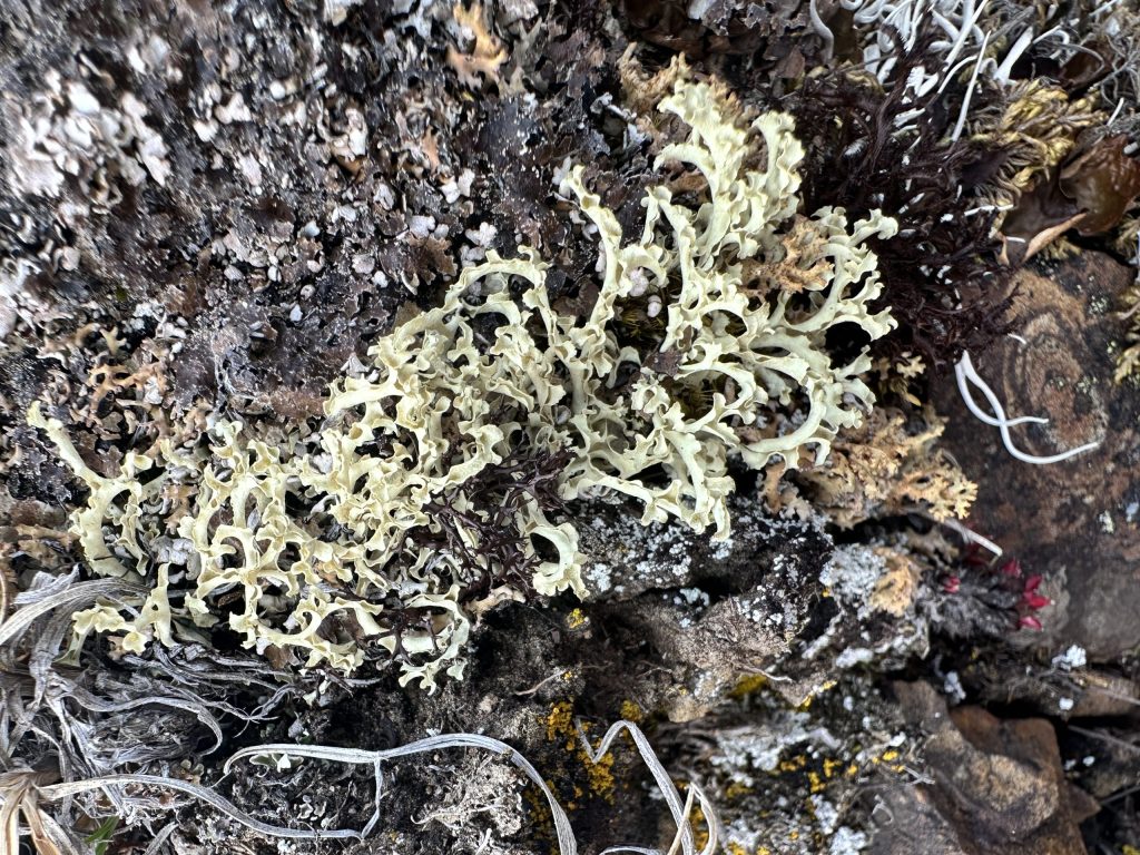 Flavocetraria cucullata