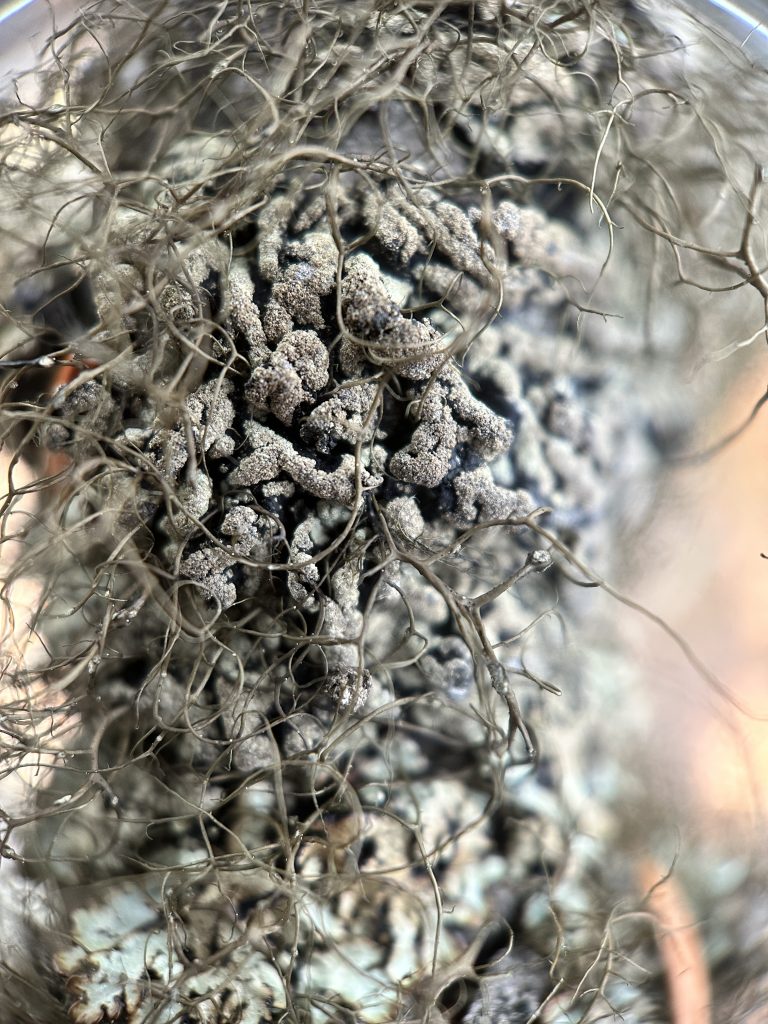 Hypogymnia austerodes grp.