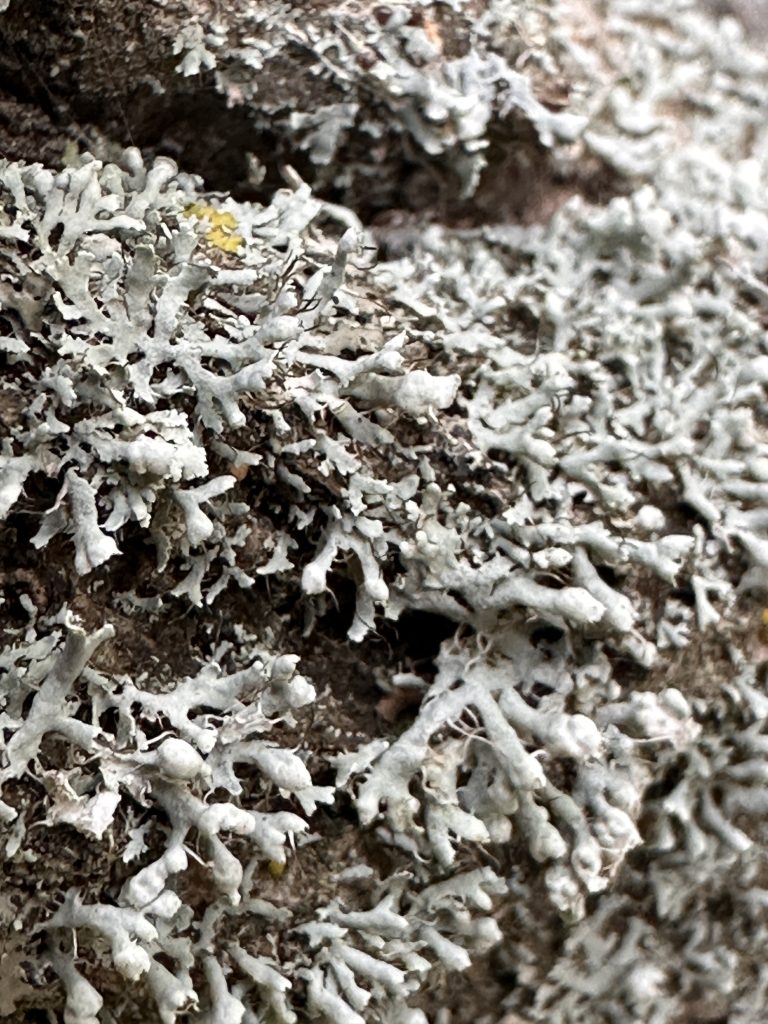 Physcia adscendens