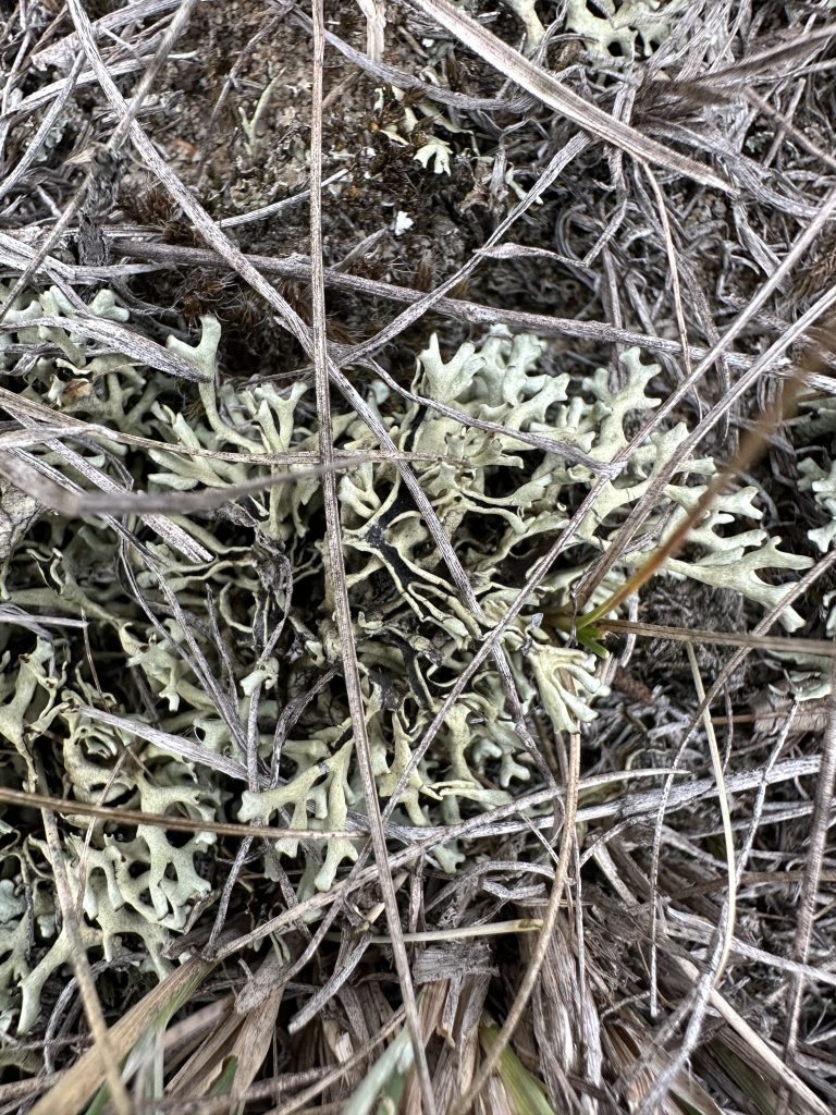 Xanthoparmelia camtschadalis