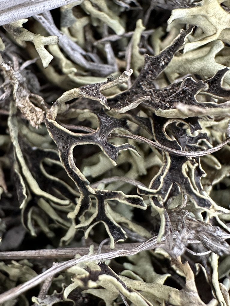 Xanthoparmelia camtschadalis