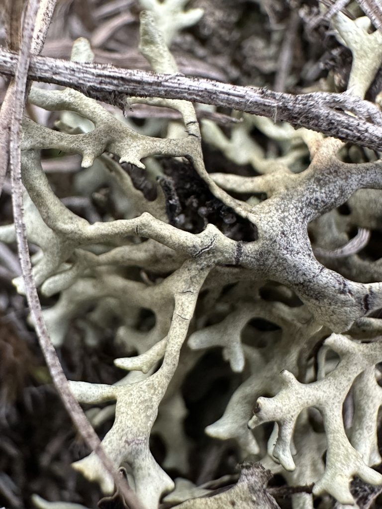 Xanthoparmelia camtschadalis