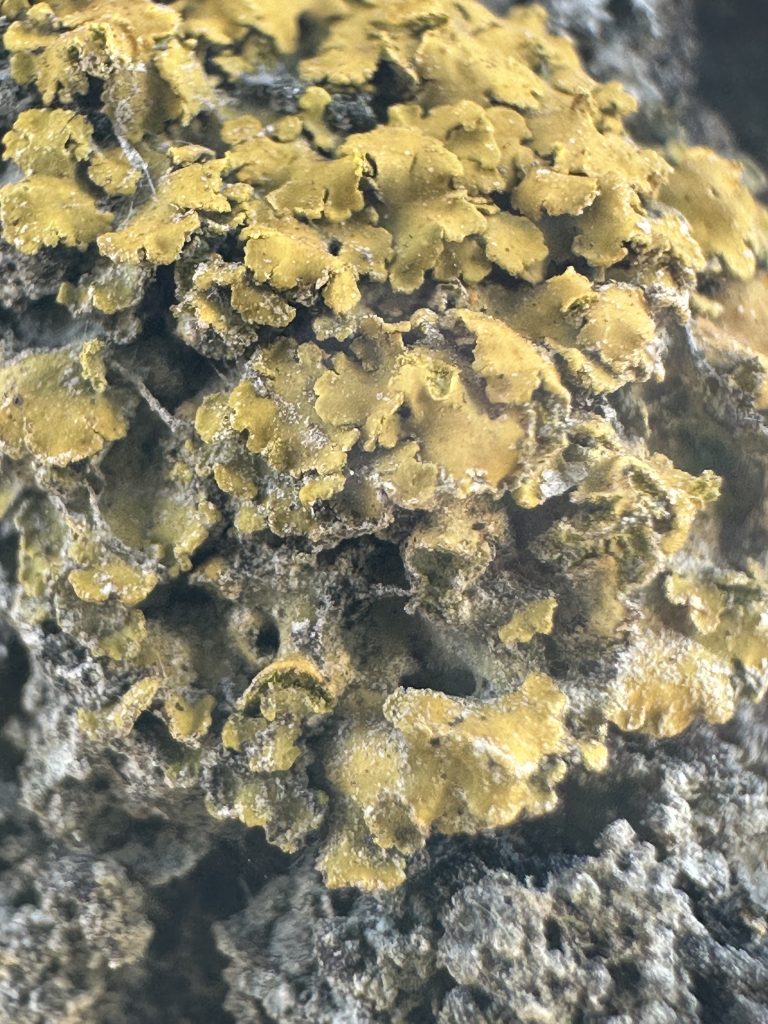 Xanthomendoza fallax