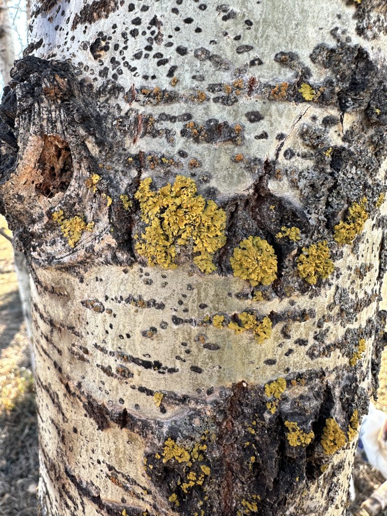 Xanthomendoza fallax