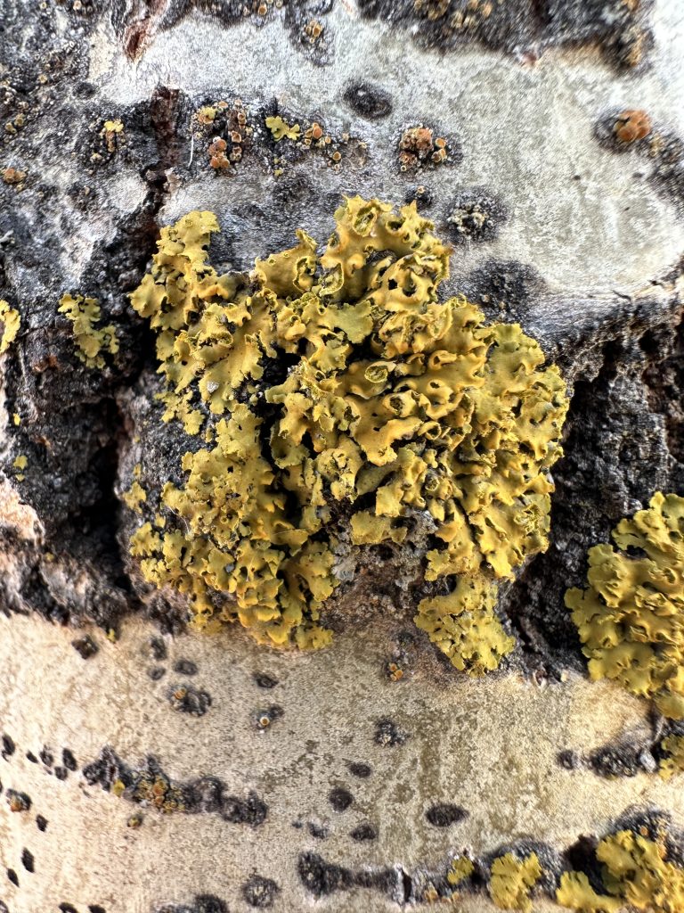 Xanthomendoza fallax