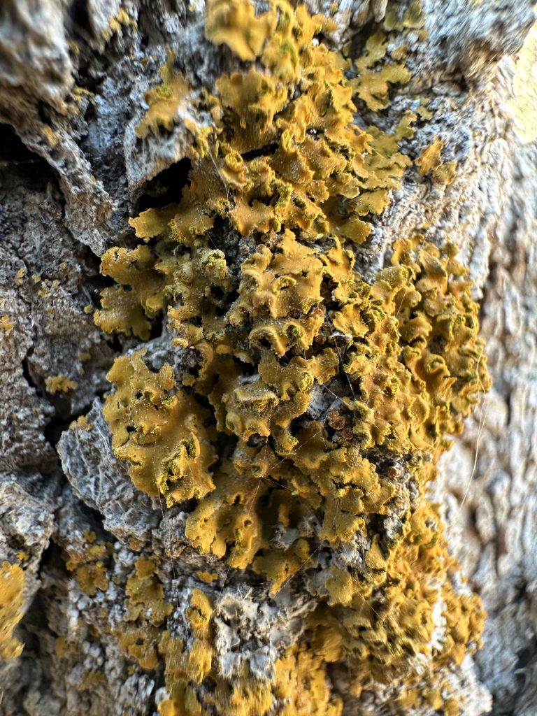 Xanthomendoza fallax