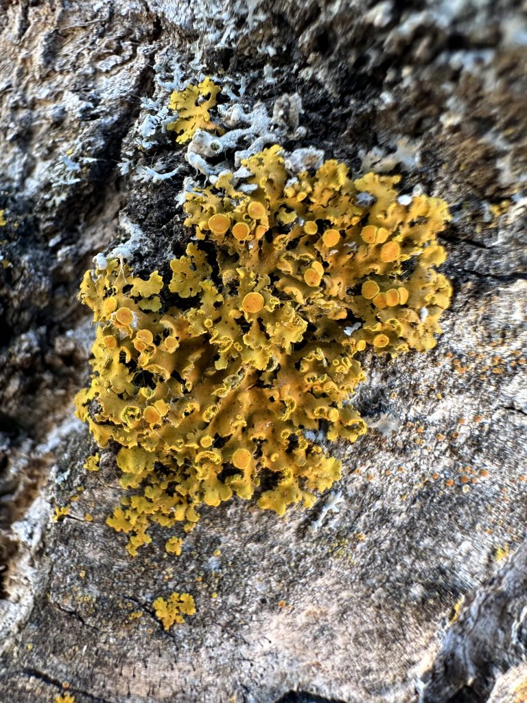 Xanthomendoza fallax