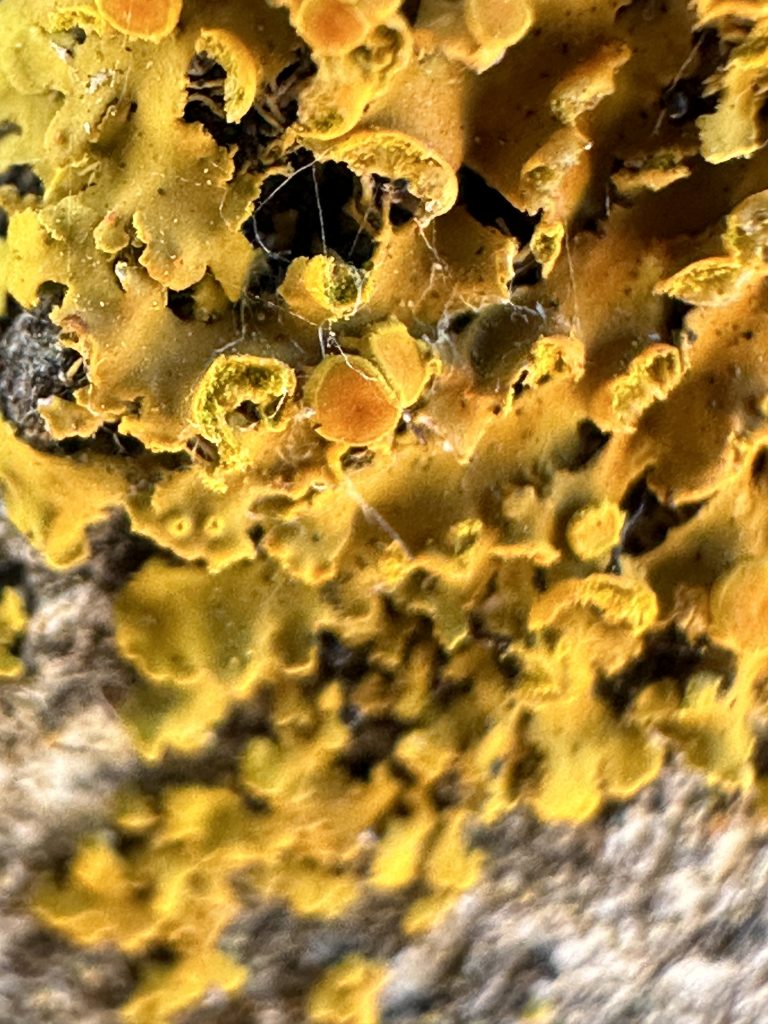 Xanthomendoza fallax