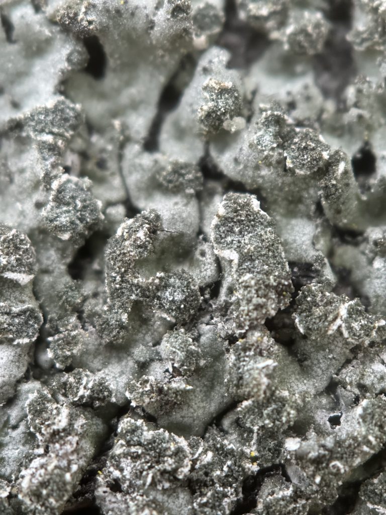 Phaeophyscia orbicularis