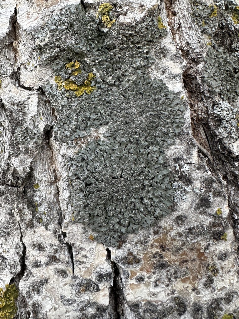 Phaeophyscia orbicularis