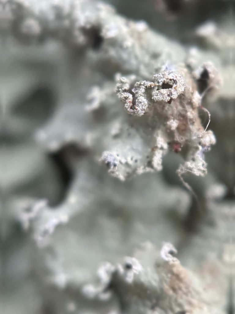 Flavopunctelia flaventior