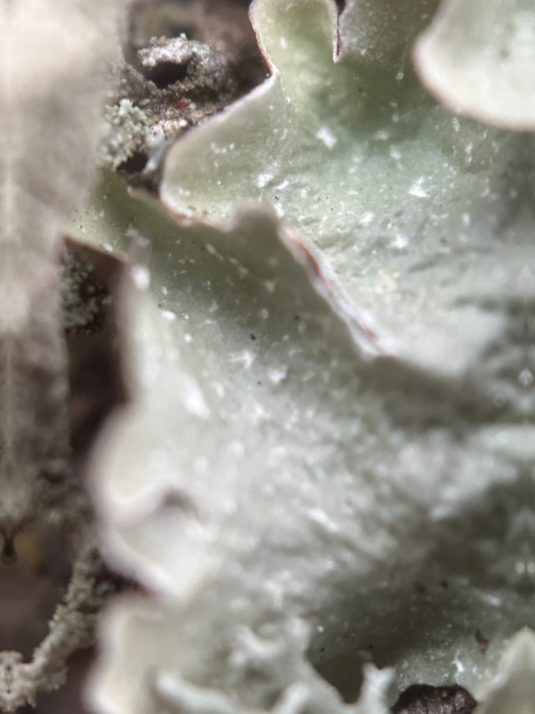 Flavopunctelia flaventior