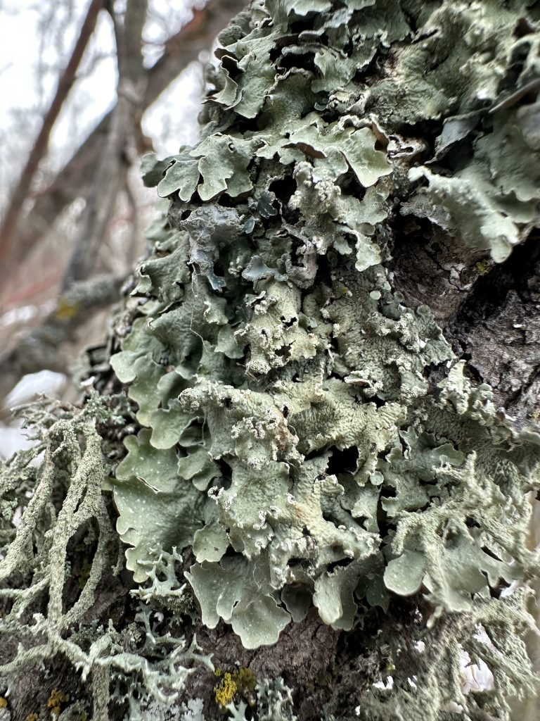 Flavopunctelia flaventior