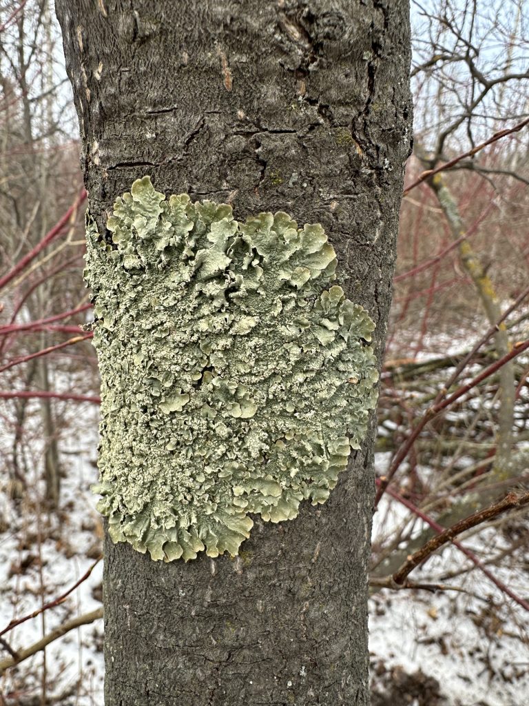 Flavopunctelia flaventior