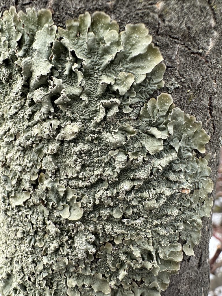 Flavopunctelia flaventior