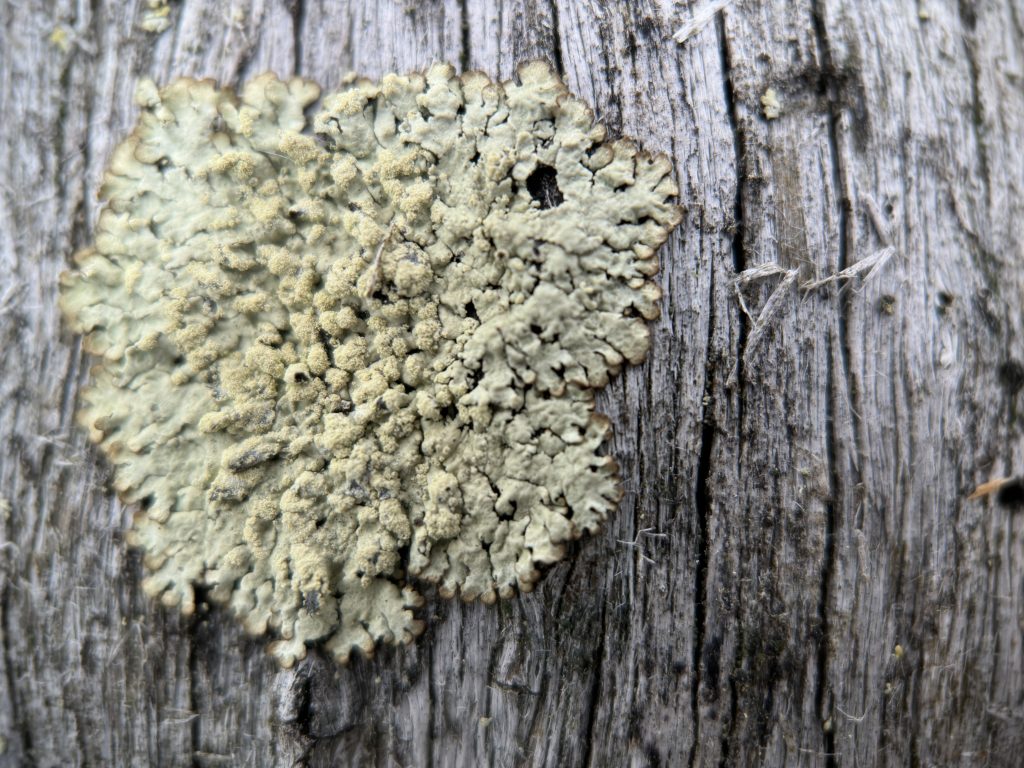 Parmeliopsis ambigua