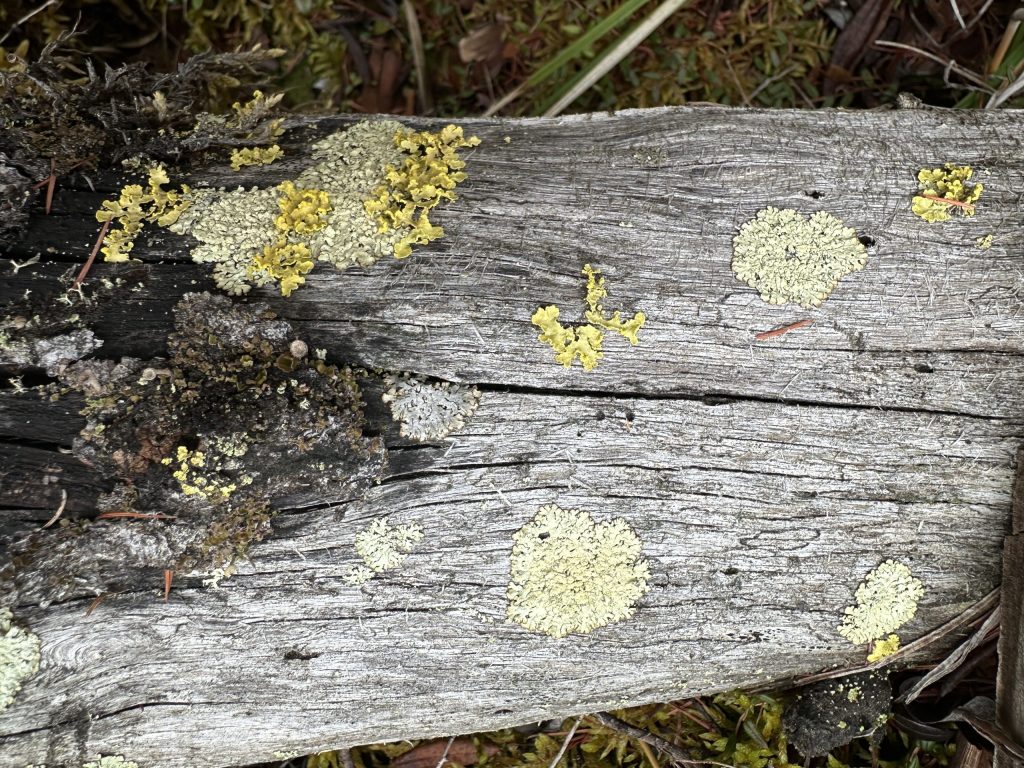 Parmeliopsis ambigua