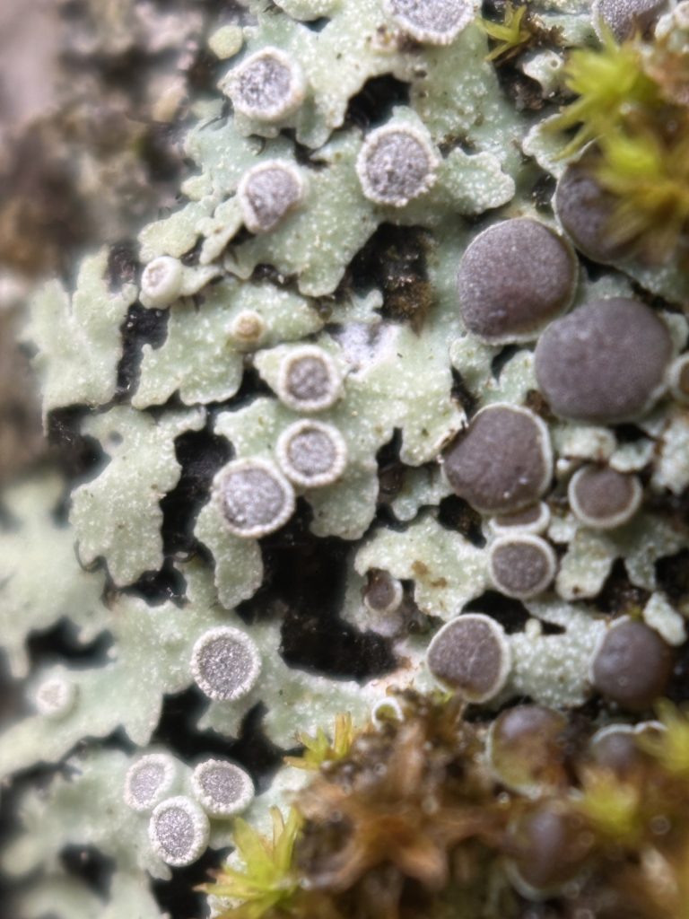Physcia alnophila