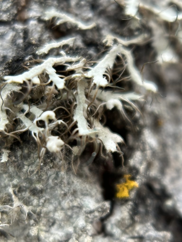 Physcia adscendens