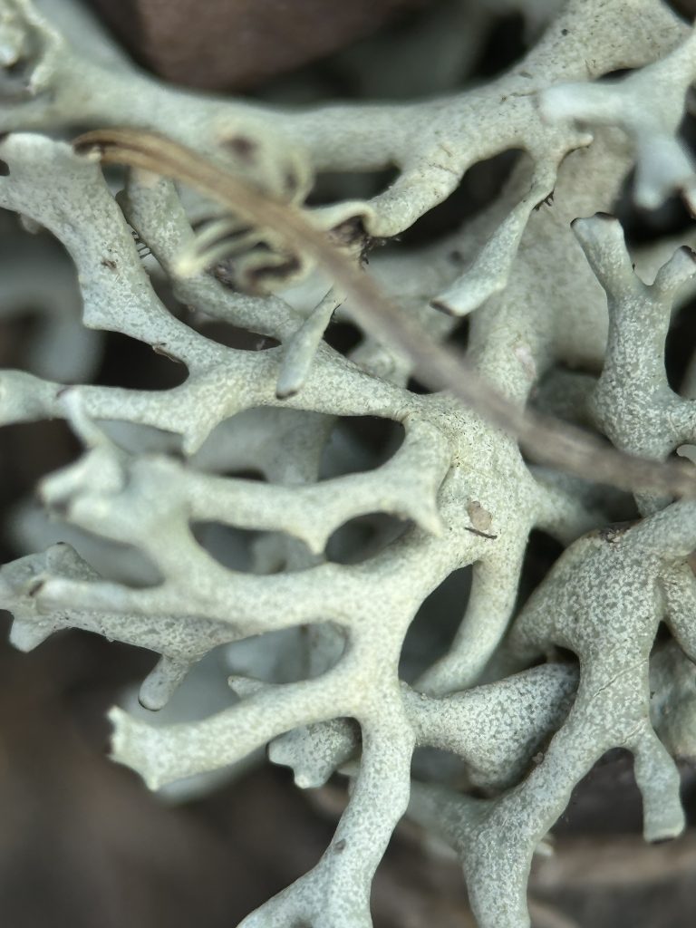 Xanthoparmelia camtschadalis