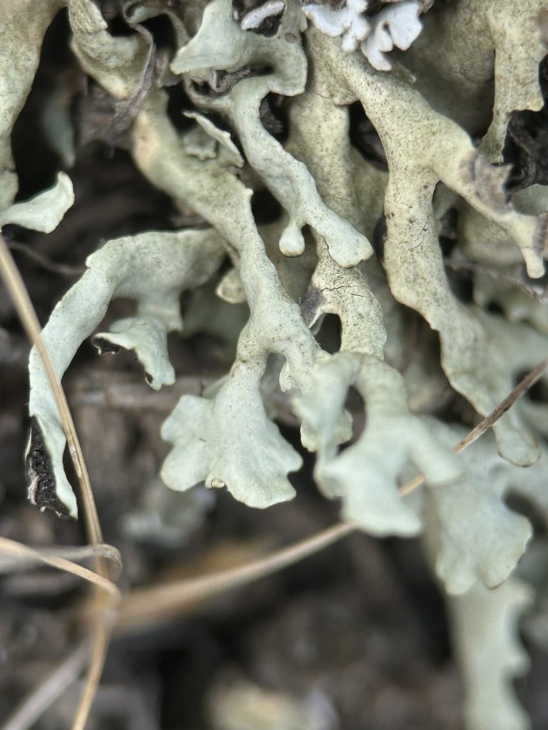 Xanthoparmelia wyomingica