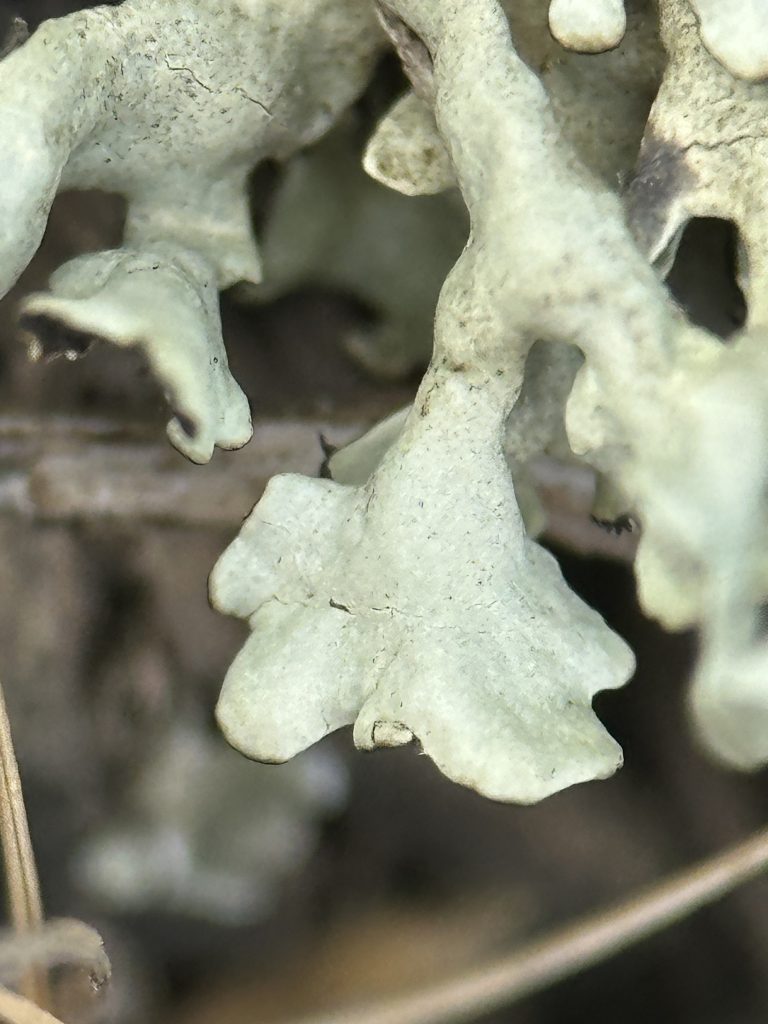 Xanthoparmelia wyomingica