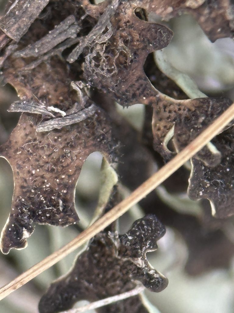 Xanthoparmelia wyomingica