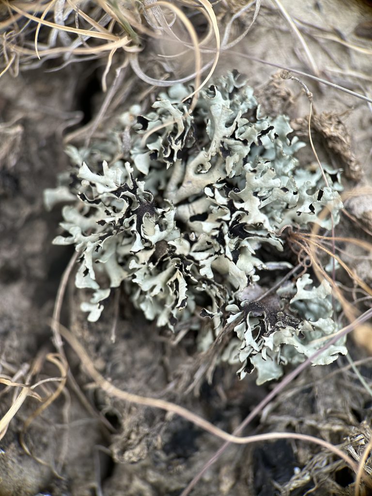 Xanthoparmelia wyomingica