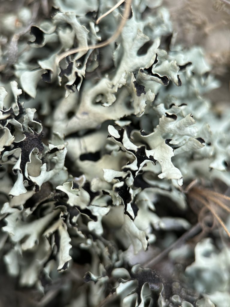 Xanthoparmelia wyomingica