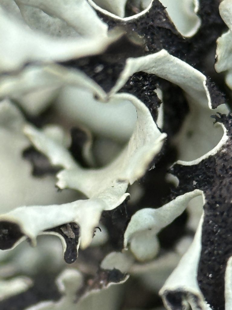 Xanthoparmelia wyomingica