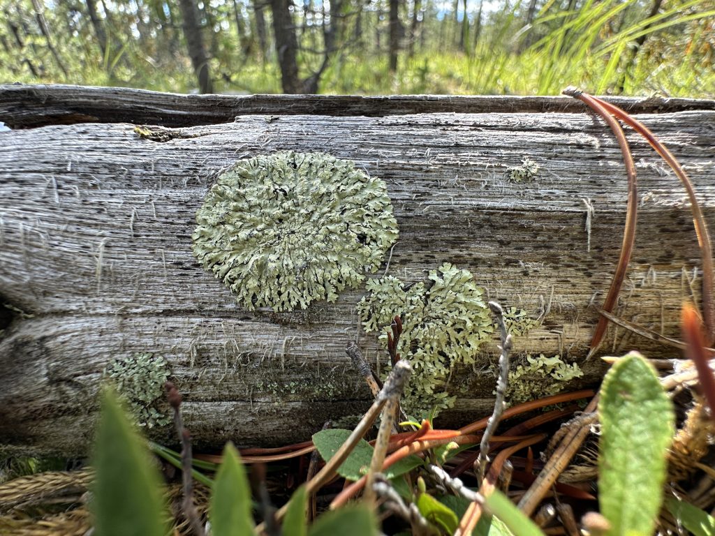 Parmeliopsis ambigua