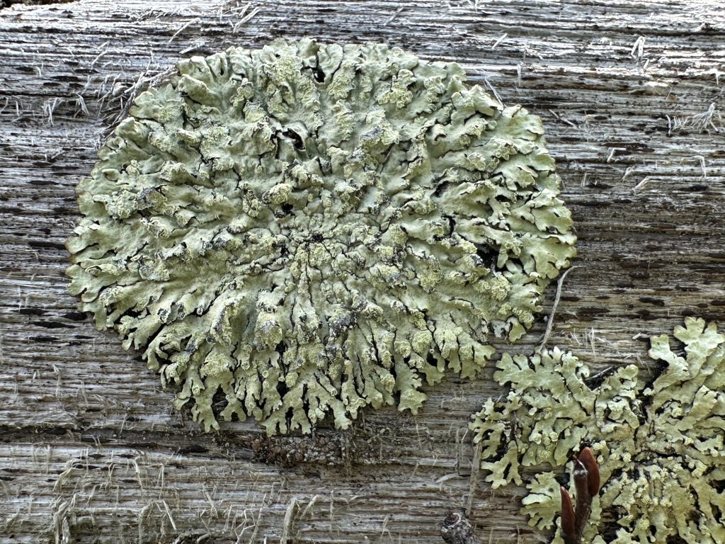 Parmeliopsis ambigua